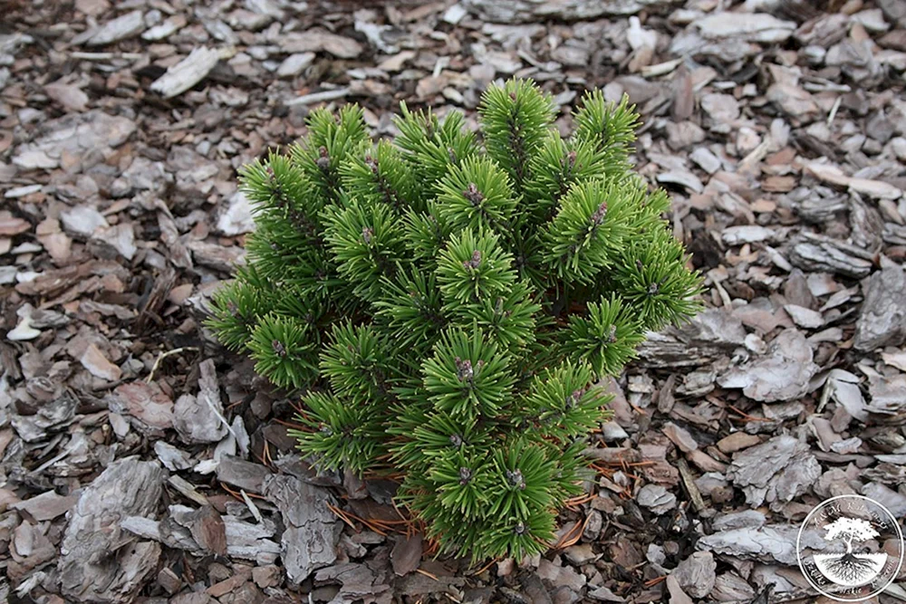 Сосна крючковатая Pinus uncinata Nana compacta