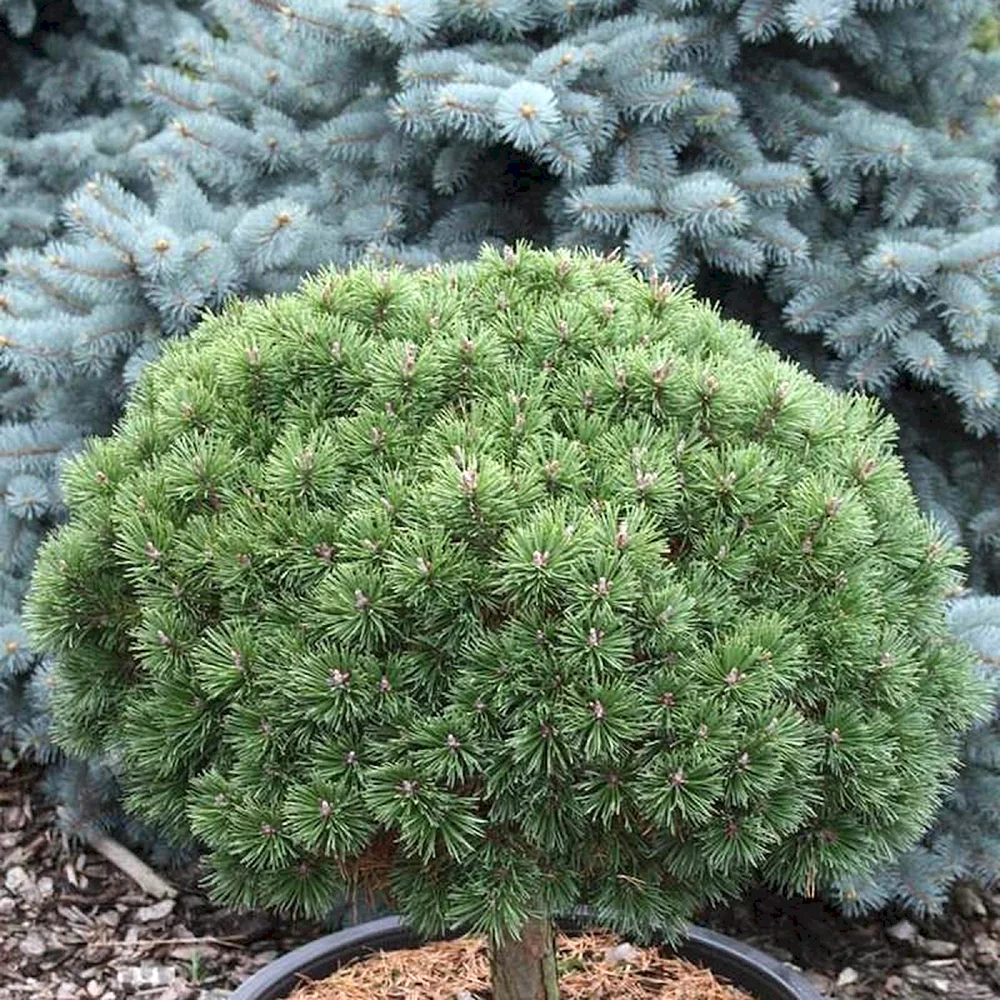 Сосна Pinus mugo Litomysl