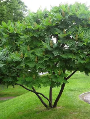 Сумах оленерогий уксусное дерево