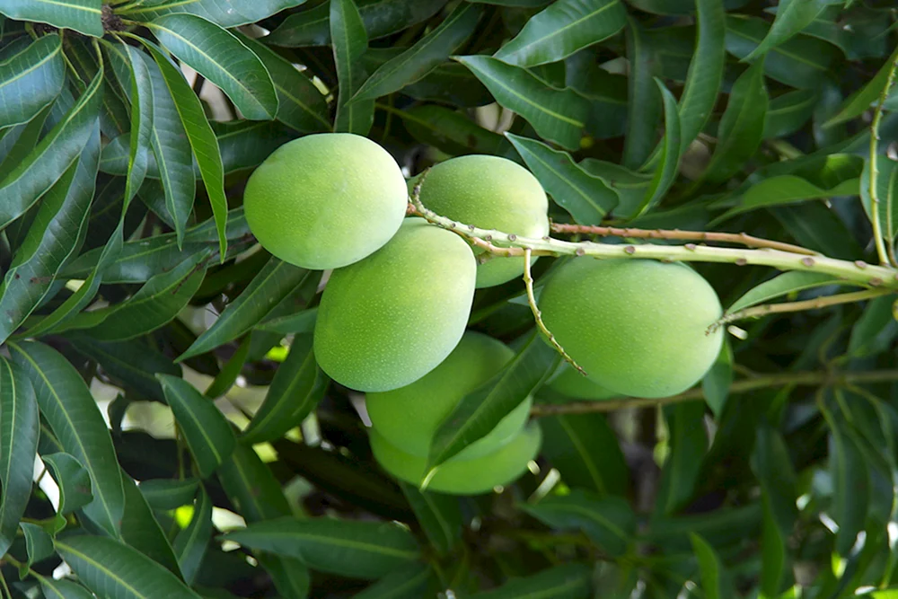 Тайское манго дерево