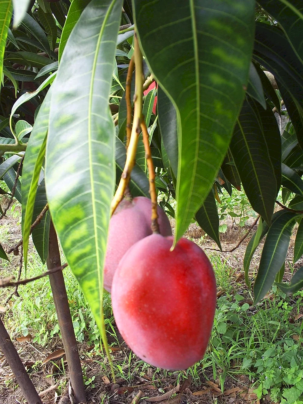 Тайское манго дерево