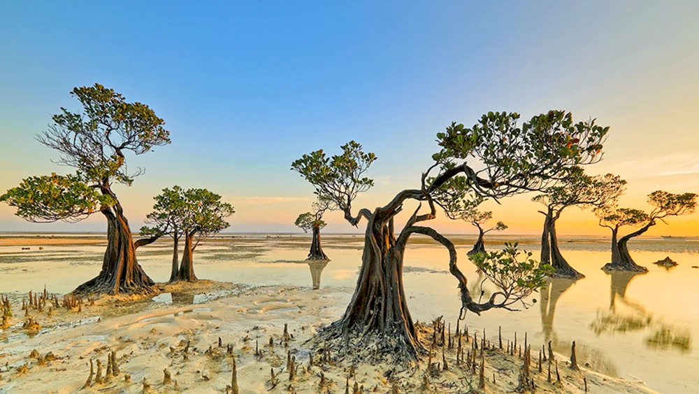 Танцующие деревья. Остров Сумба Индонезия. Мангровое дерево