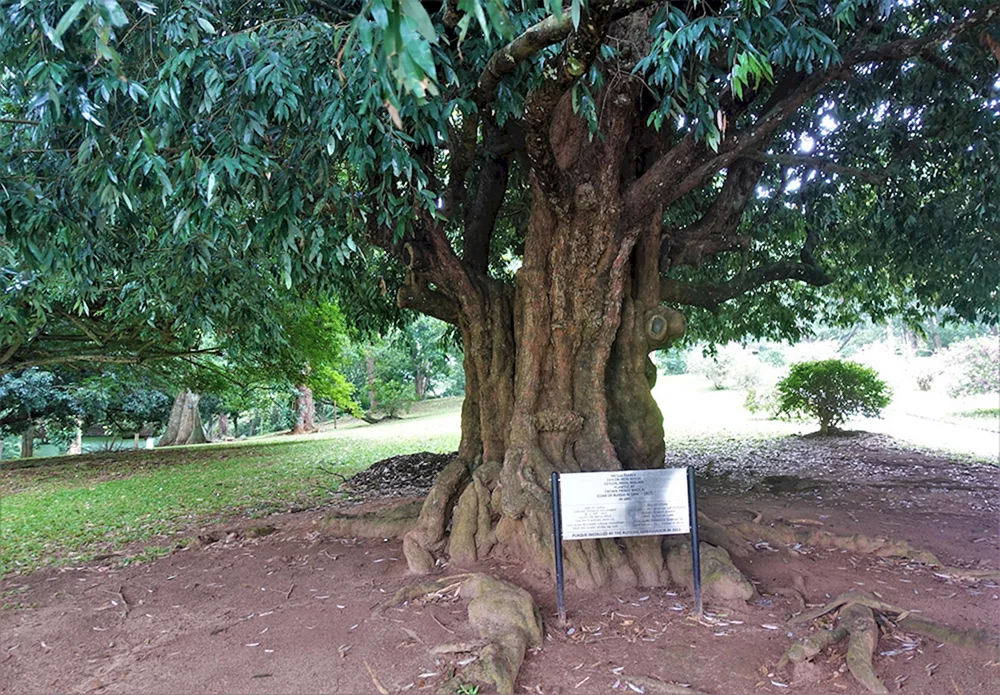 Темир Агач дерево