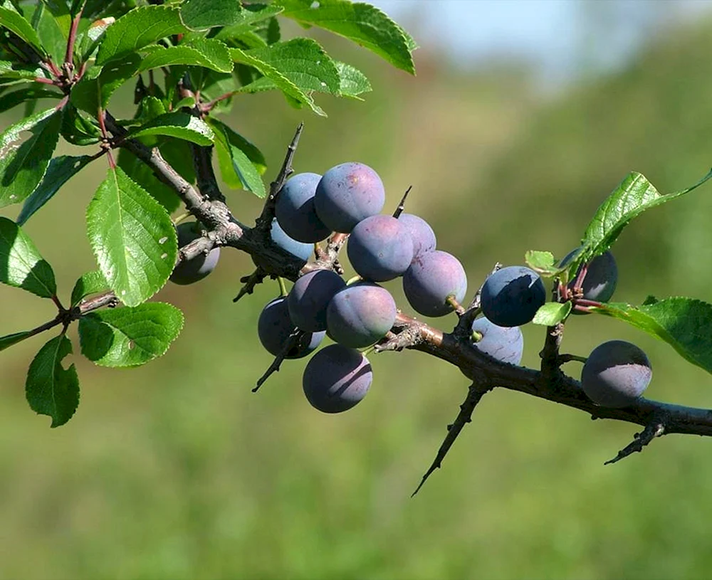 Терн Prunus spinosa