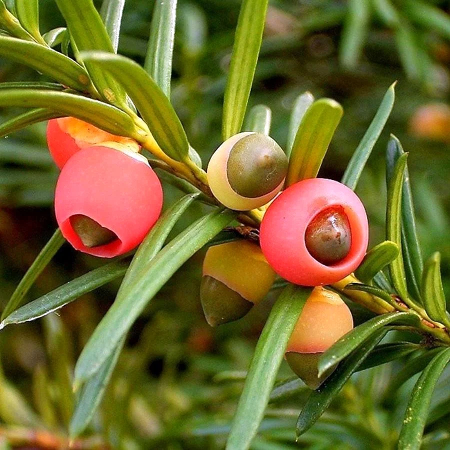 Тисс ягодный Taxus baccata