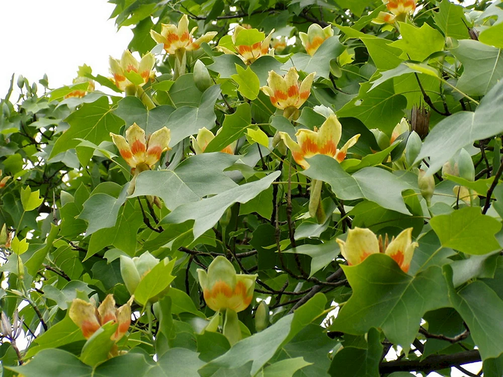 Тюльпанное дерево Лириодендрон