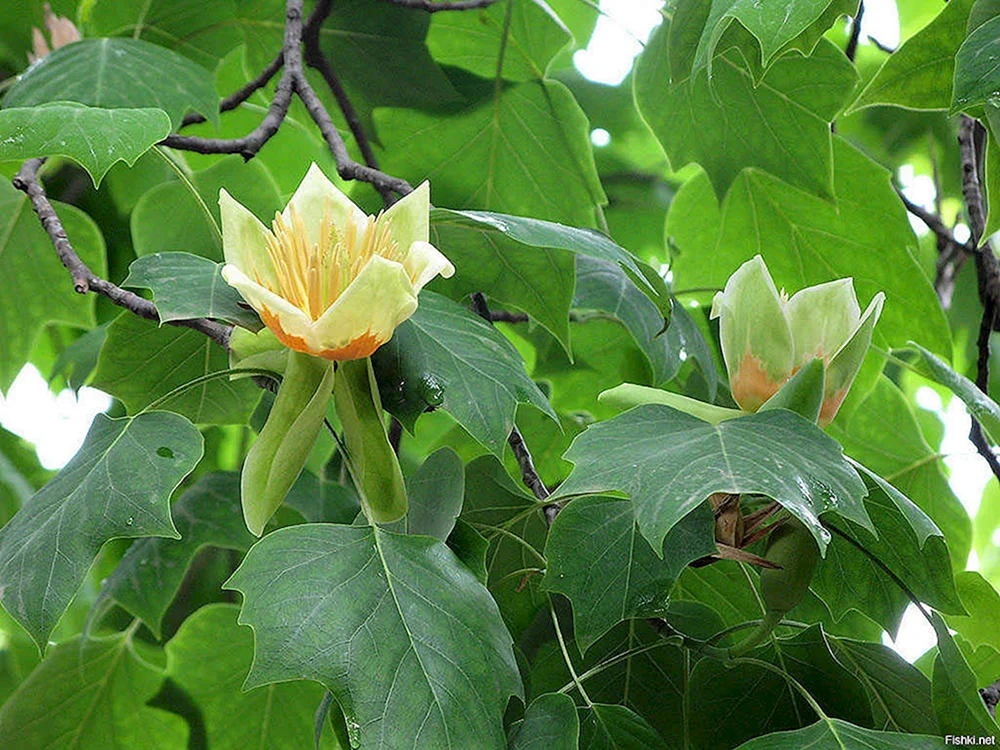Тюльпановое дерево Головинка