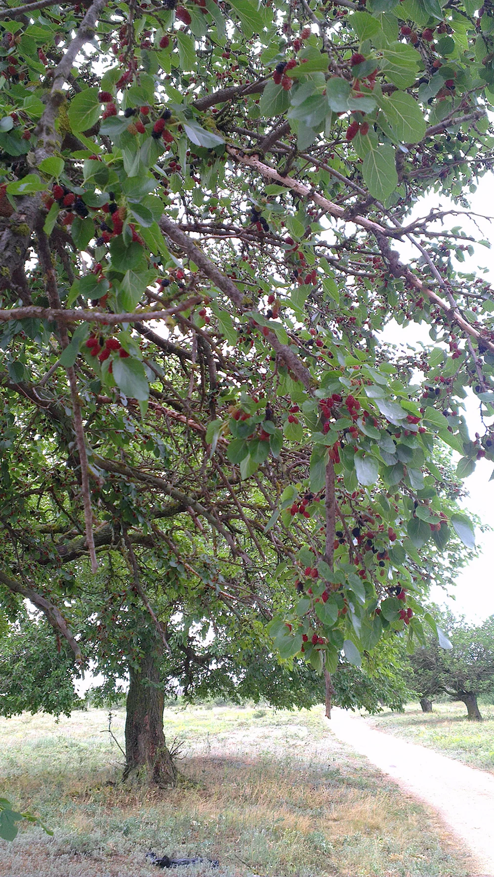 Тютина ягода дерево