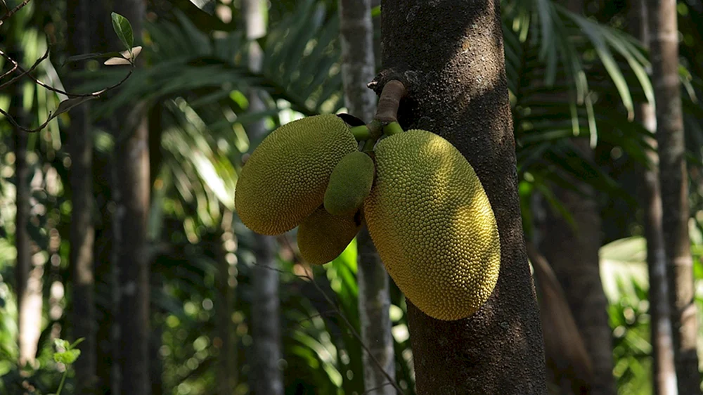 Тропический фрукт джекфрут