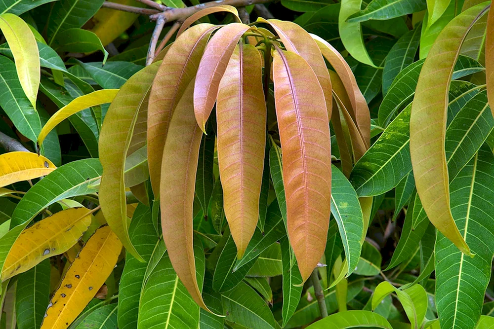 Цветение мангового дерева