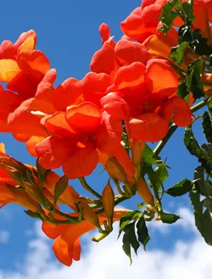 Цветок Лиана кампсис