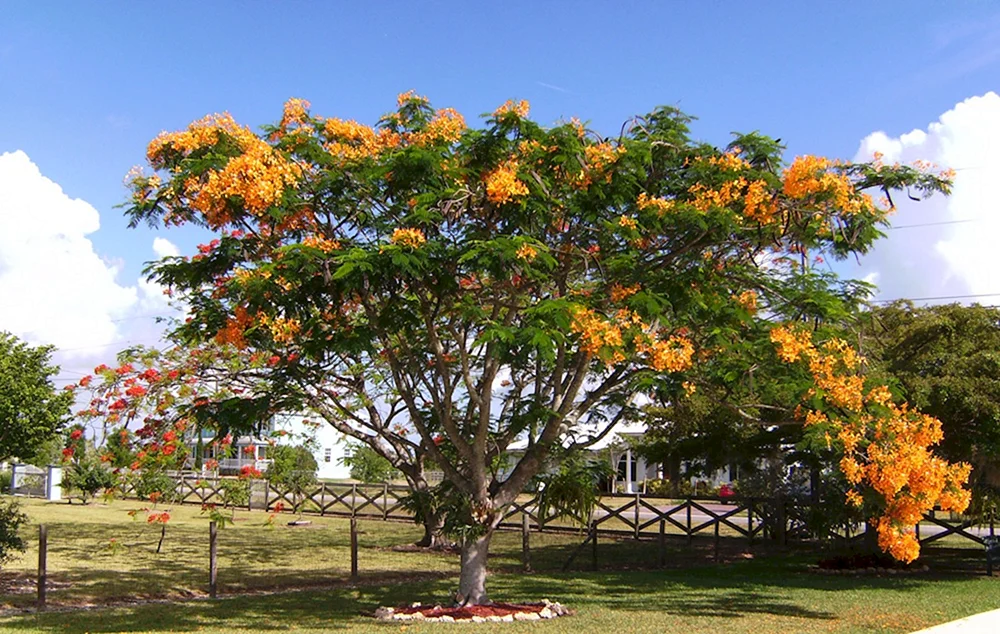 Цветущее дерево Карибы