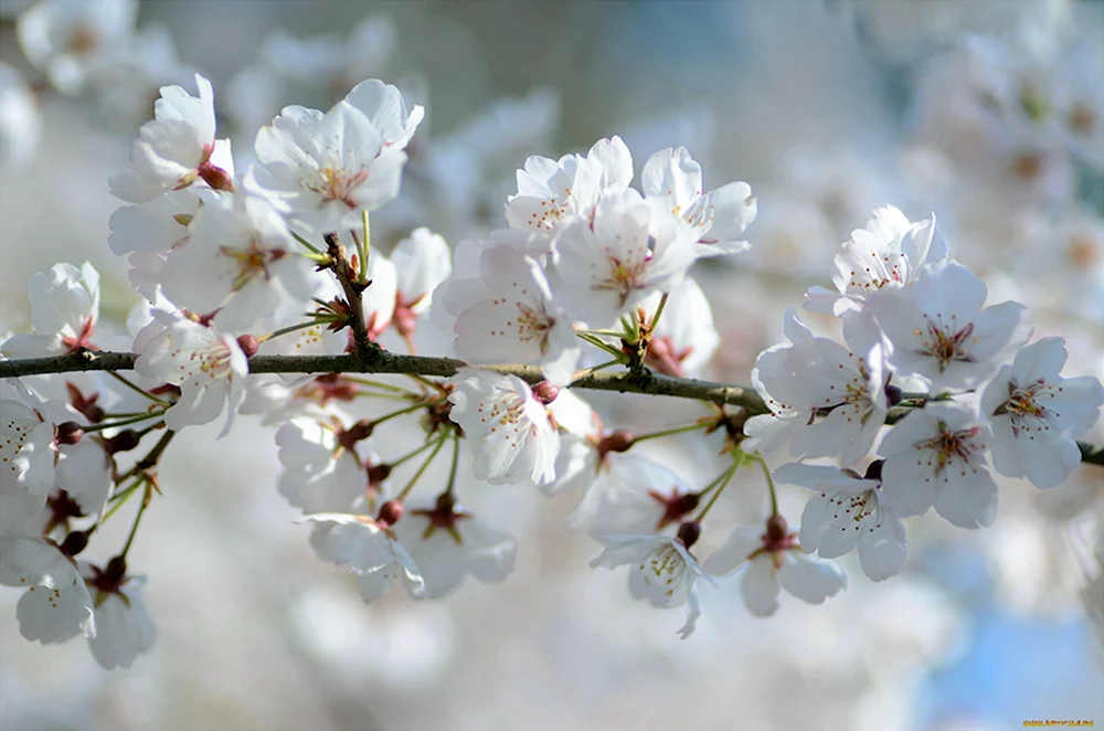 Цветы Сакуры белые