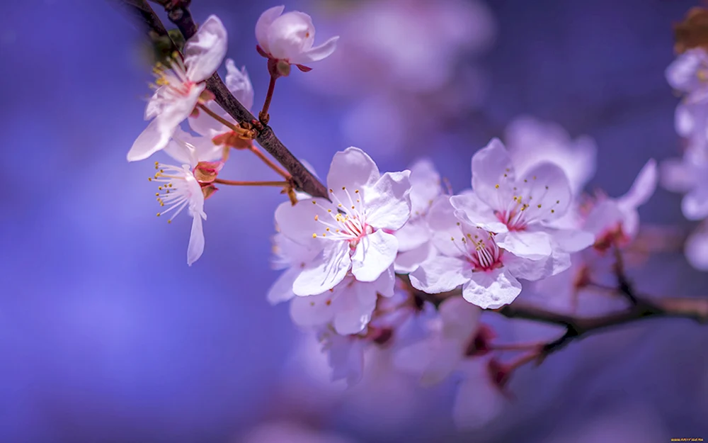 Цветы вишни