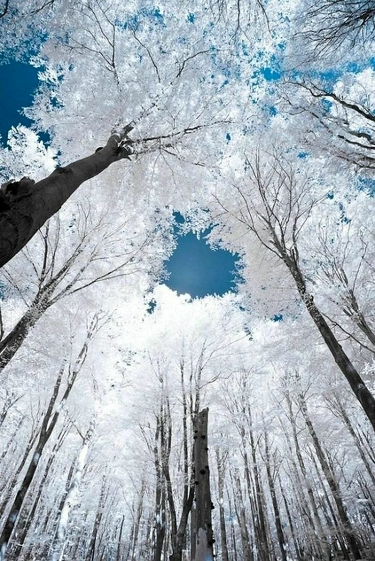 Верхушки деревьев зима