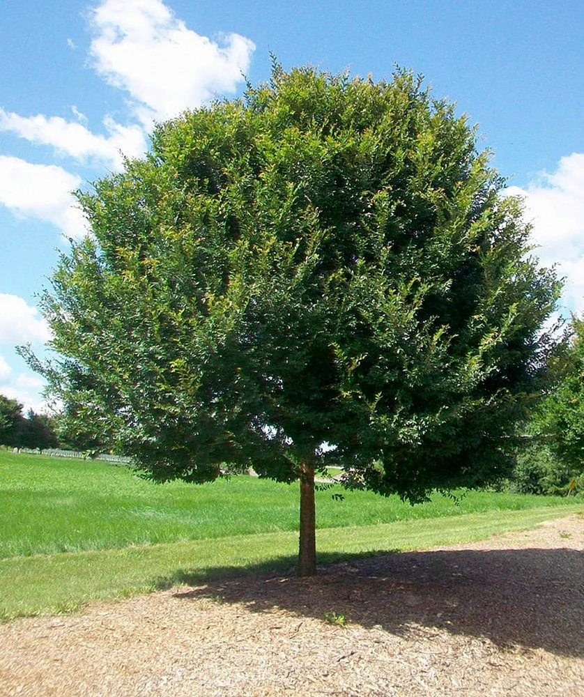 Вяз мелколистный дерево
