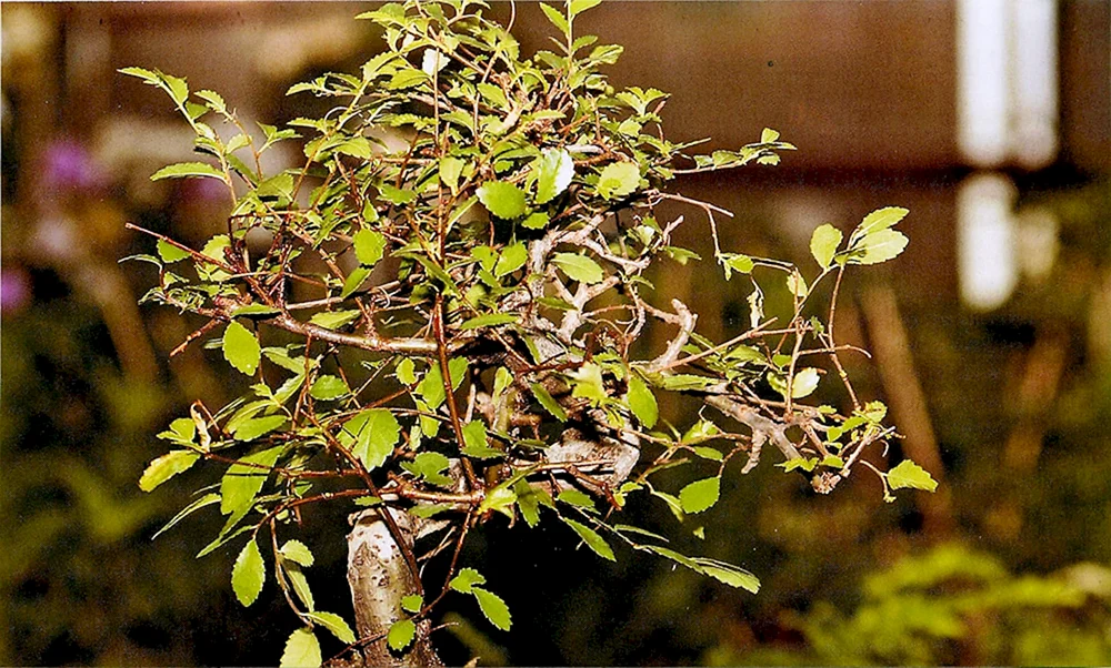 Вяз мелколистный листопадный
