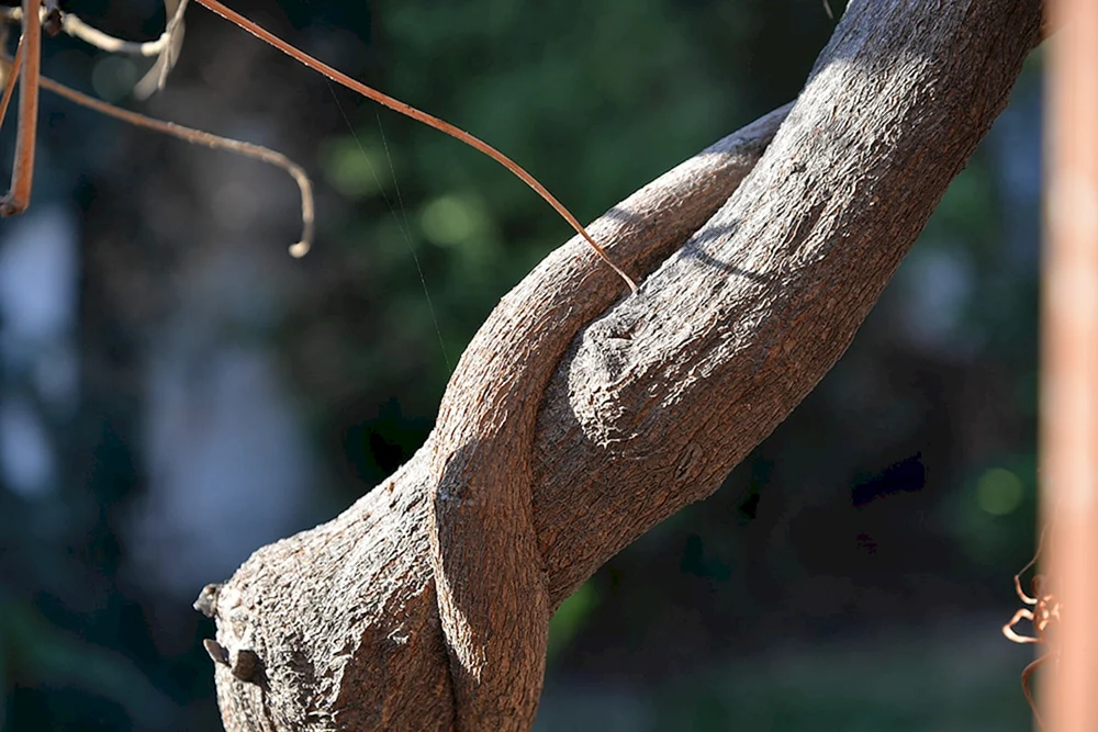 Виноградная лоза на стволе дерева