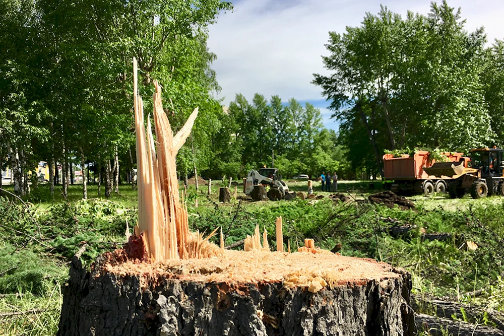 Вырубка деревьев