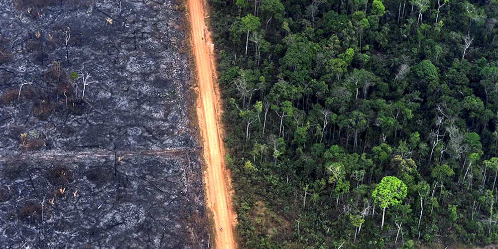 Вырубленные тропические леса Латинской Америки