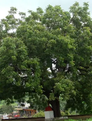 Жамалистовое дерево Судак