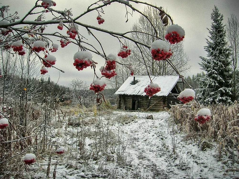 Зима рябина деревня