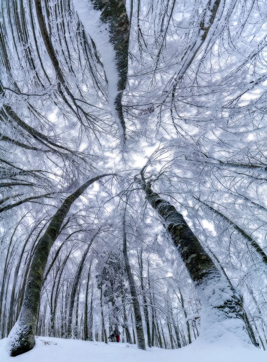 Зимние деревья вид снизу