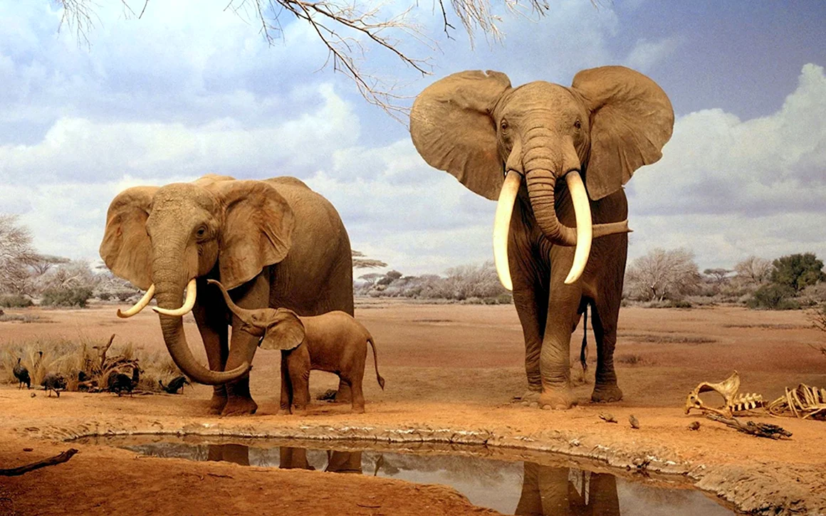 Африканский кустарниковый слон