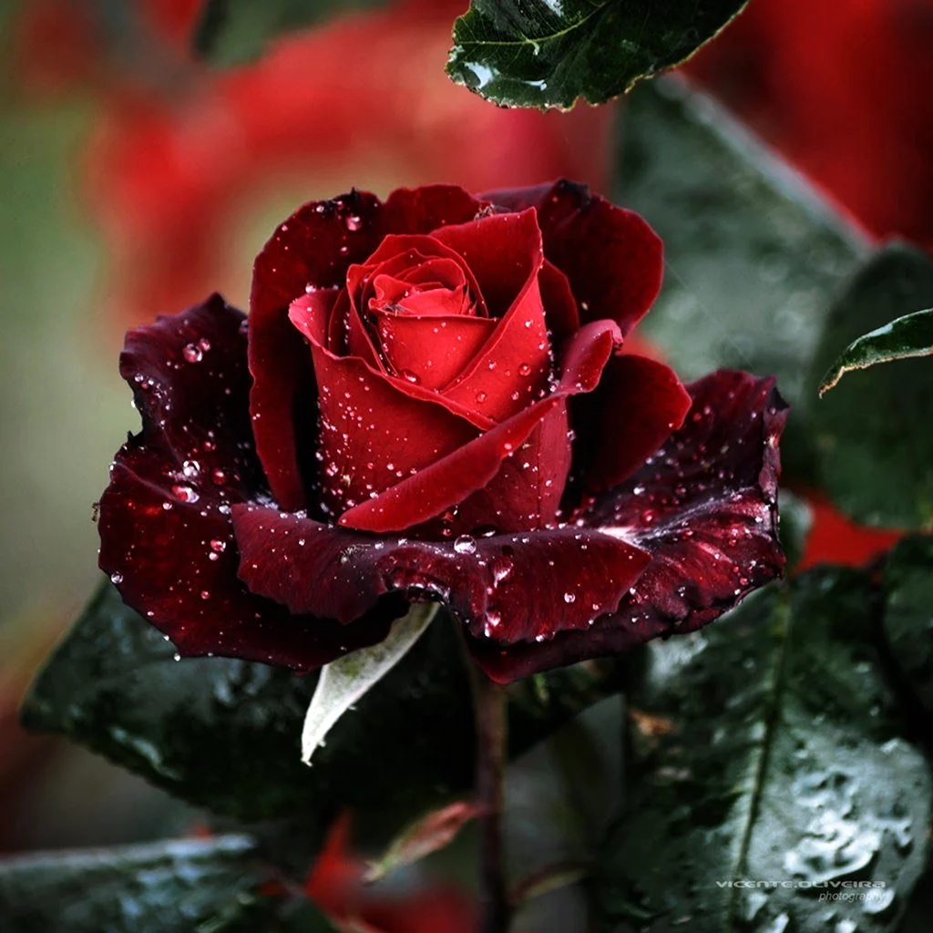 Поздравление в стихах розы