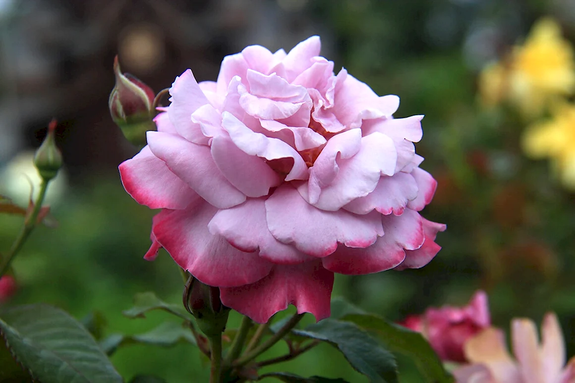 Роза аметист чайно-гибридная