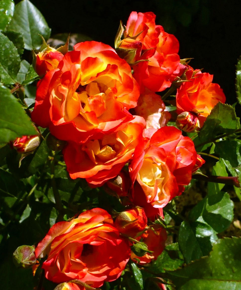 Роза флорибунда маскарад