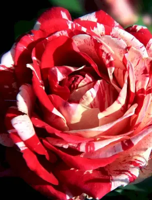 Роза карнавал флорибунда