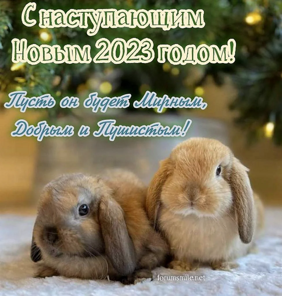 С наступающим 2023 годом кролика