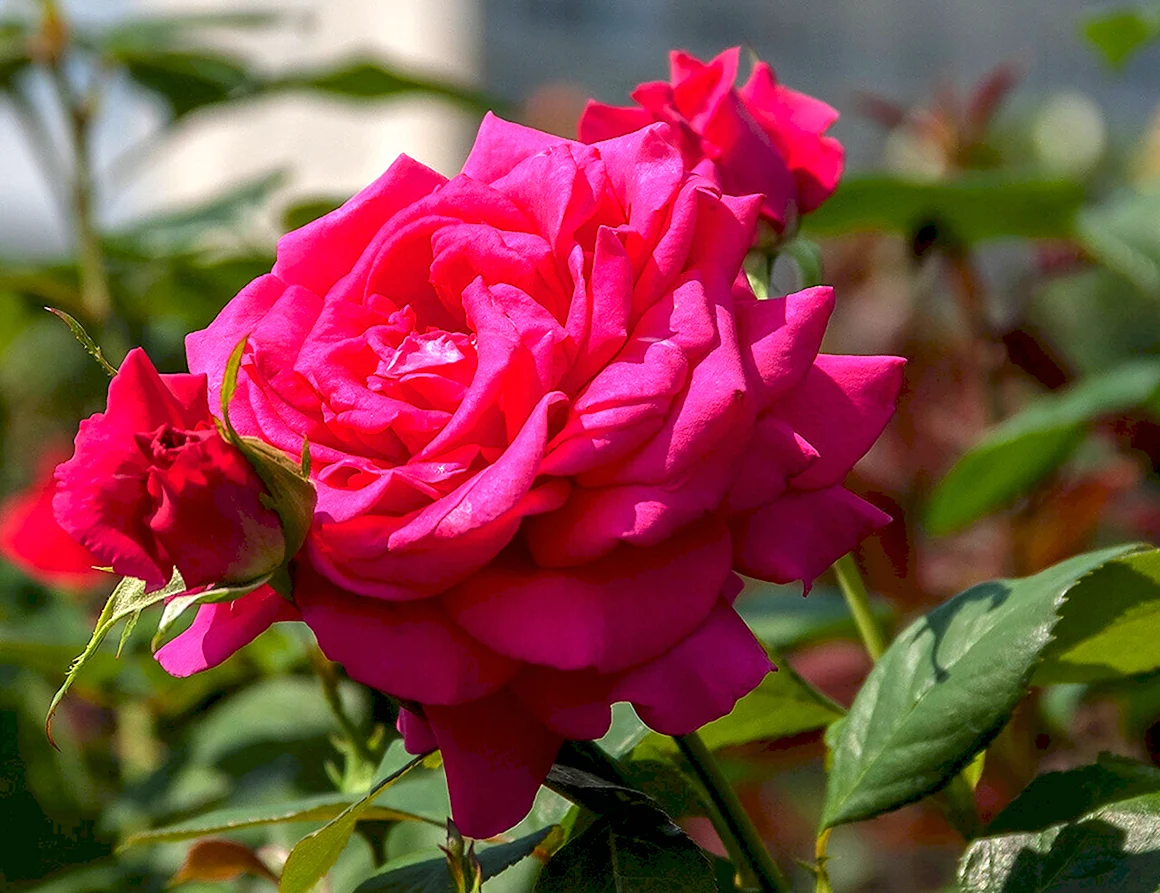 Садовская роза картинки