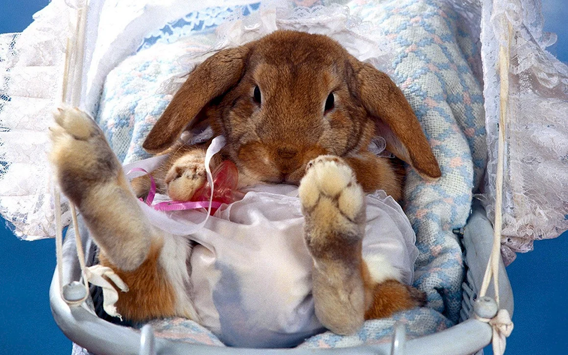 Спокойной ночи кролик