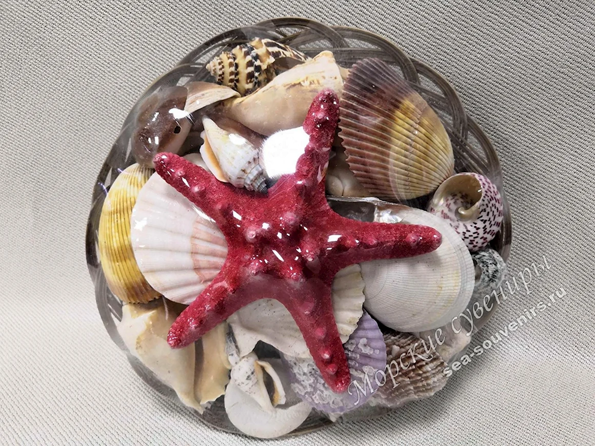Сувенир из морской раковины