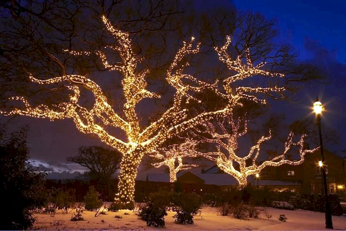 Светодиодная подсветка деревьев