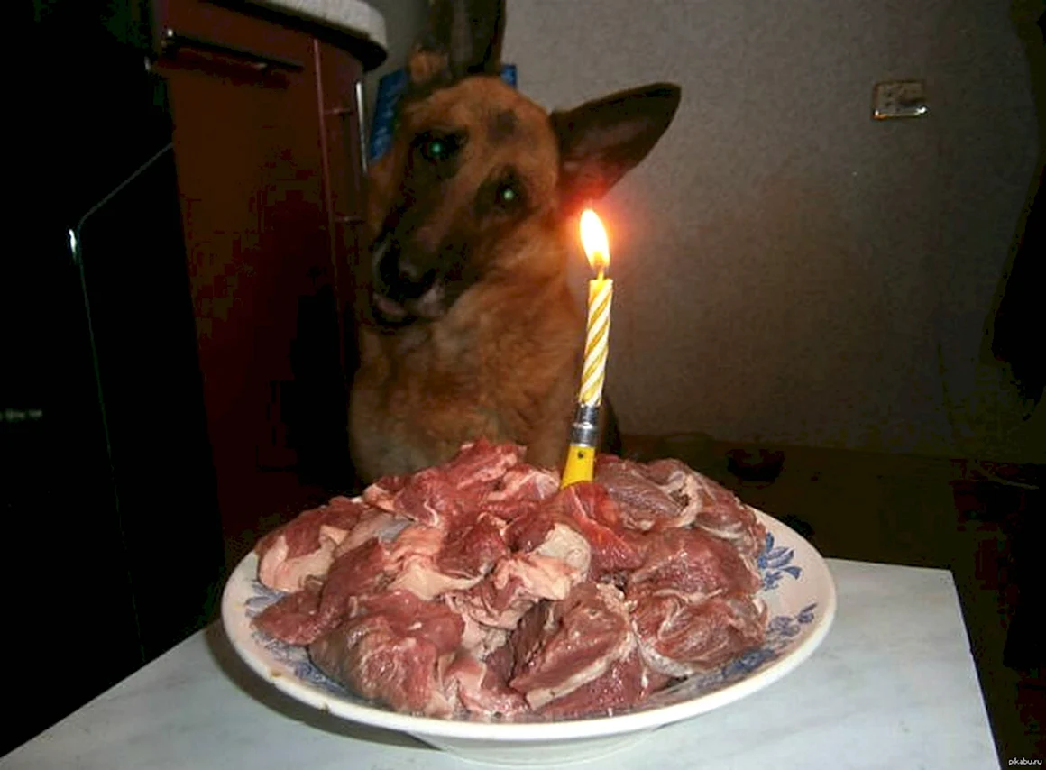 Торт для собаки из мяса