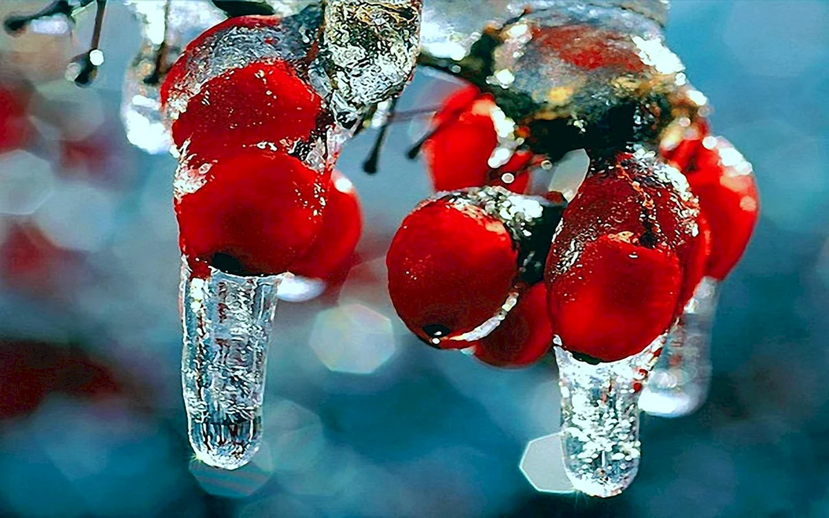 Зимние ягоды